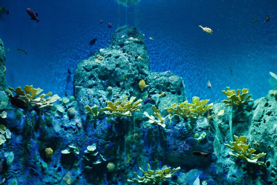 aquarium biotope