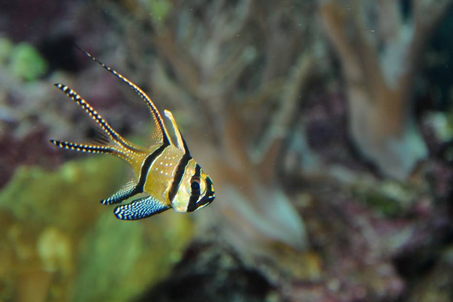 poisson-cardinal-Les-poissons-d-aquarium-d-eau-de-mer-les-plus-populaires