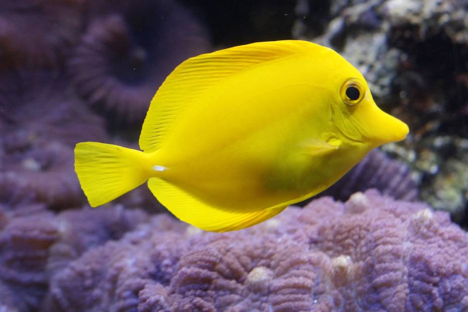 poisson-chirurgien-Les-poissons-d-aquarium-d-eau-de-mer-les-plus-populaires