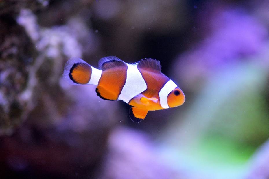 poisson-clown-Les-poissons-d-aquarium-d-eau-de-mer-les-plus-populaires