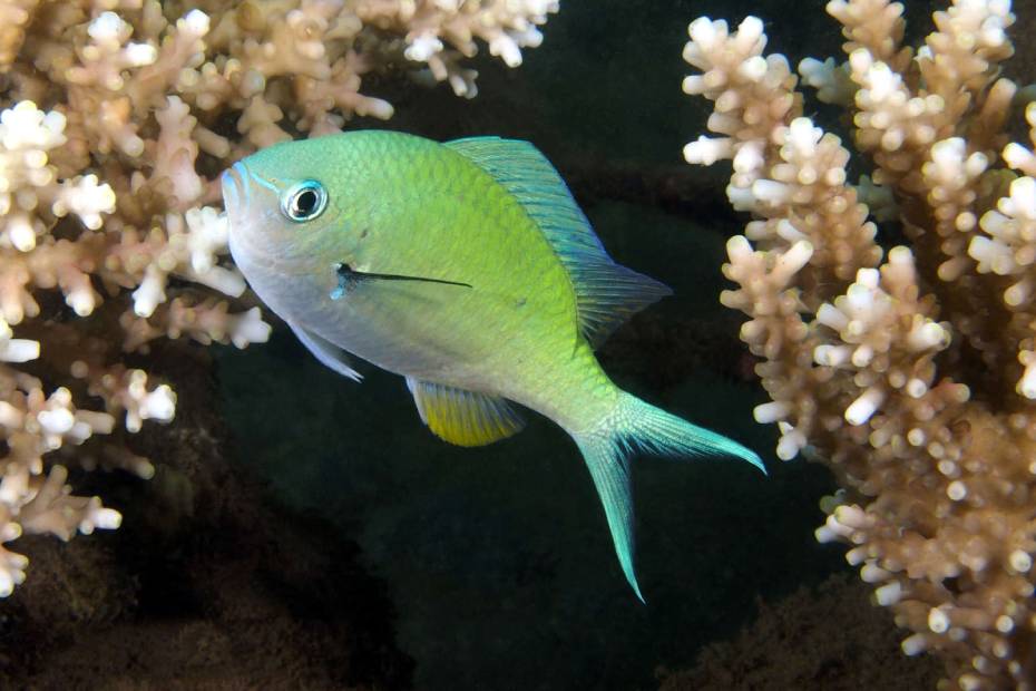 demoiselle--Les-poissons-d-aquarium-d-eau-de-mer