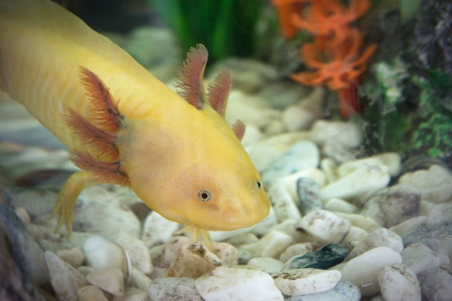 Axolotl jaune