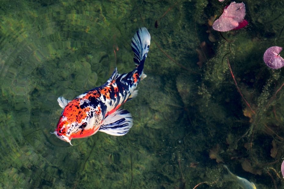 Carpe koi poissons mangeurs d'algues pour votre bassin