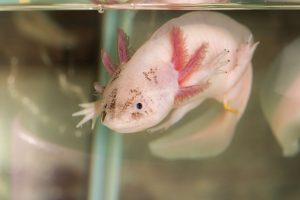 Axolotl rose