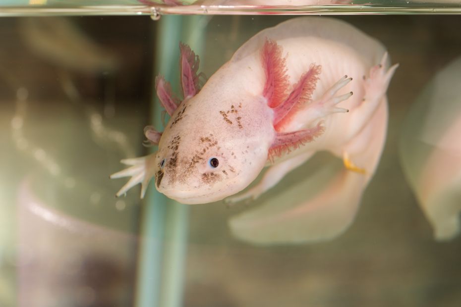 Axolotl comment en prendre soin ?