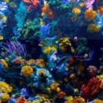 Aquarium de mer-3-min