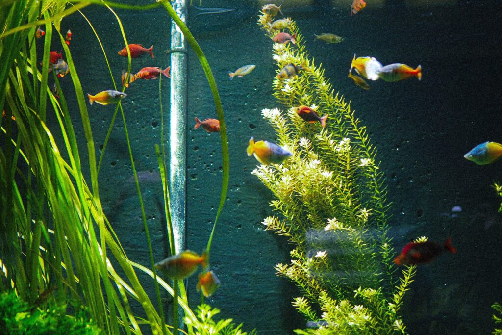 Les 10 meilleures plantes d'aquarium pour les débutants - Guide Aquarium