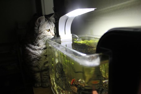 aquarium observé par un chat
