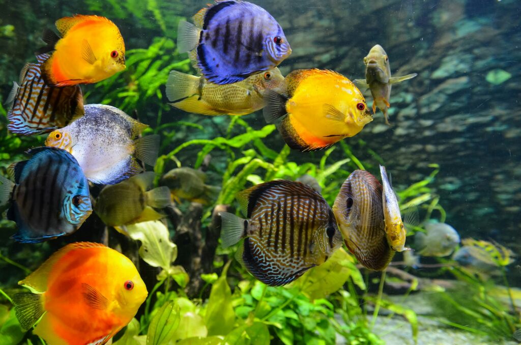 beaux poissons d'aquarium