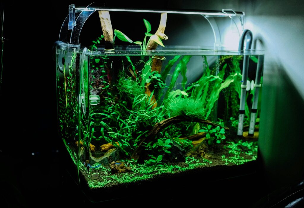 aquarium complet pas cher