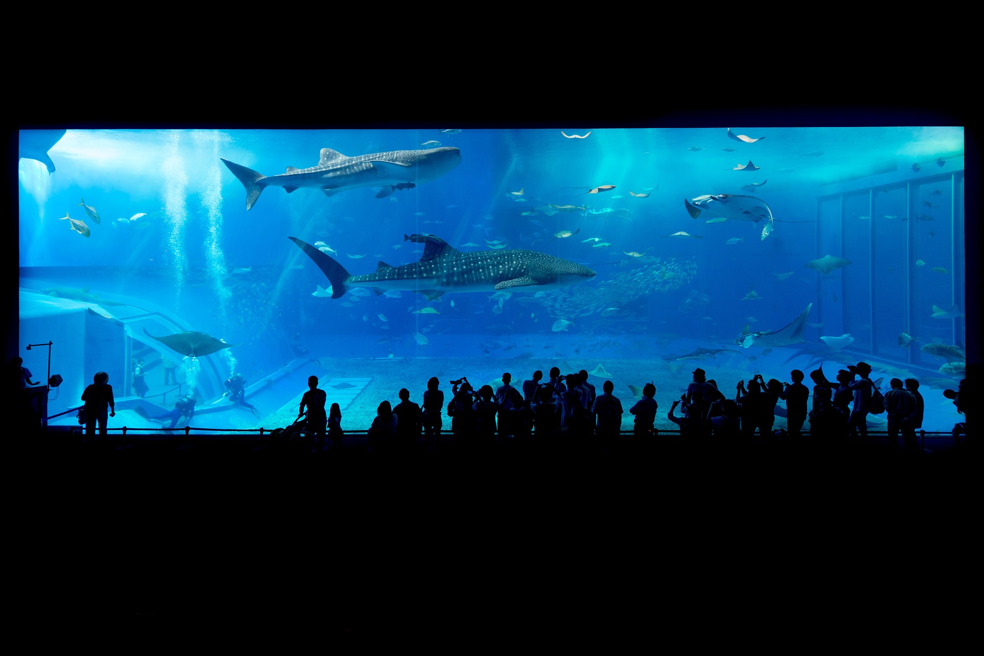 Aquarium géant : Plongez dans les profondeurs marines | Poisson Passion
