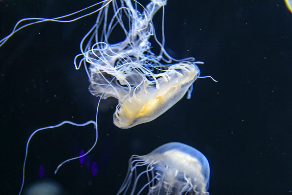 méduses dans un aquarium géant