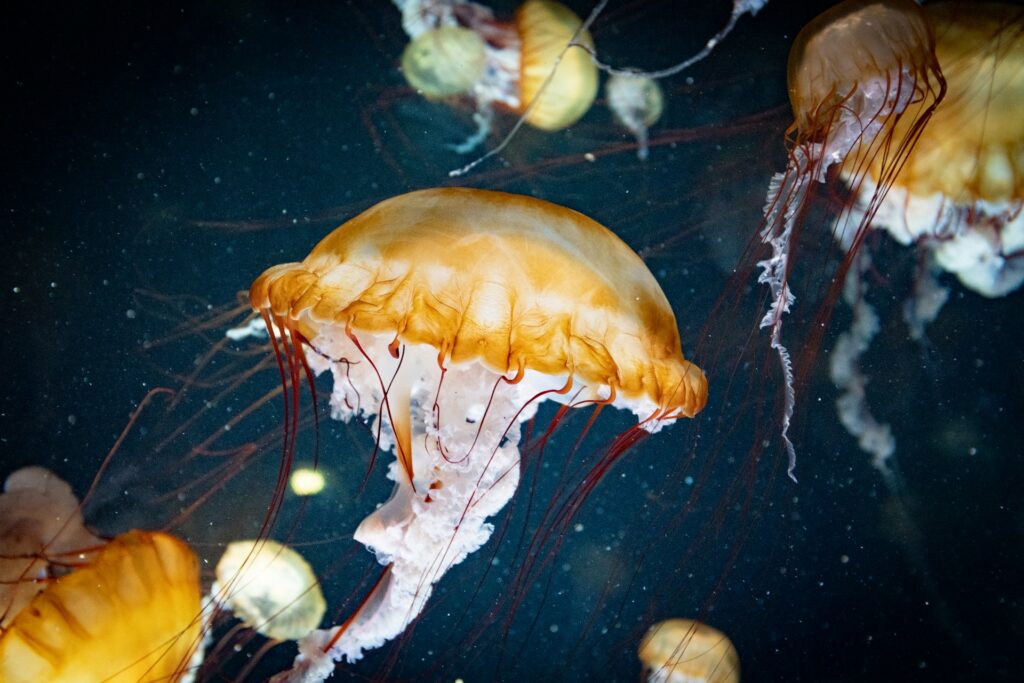 méduses à l'aquarium nausicaa