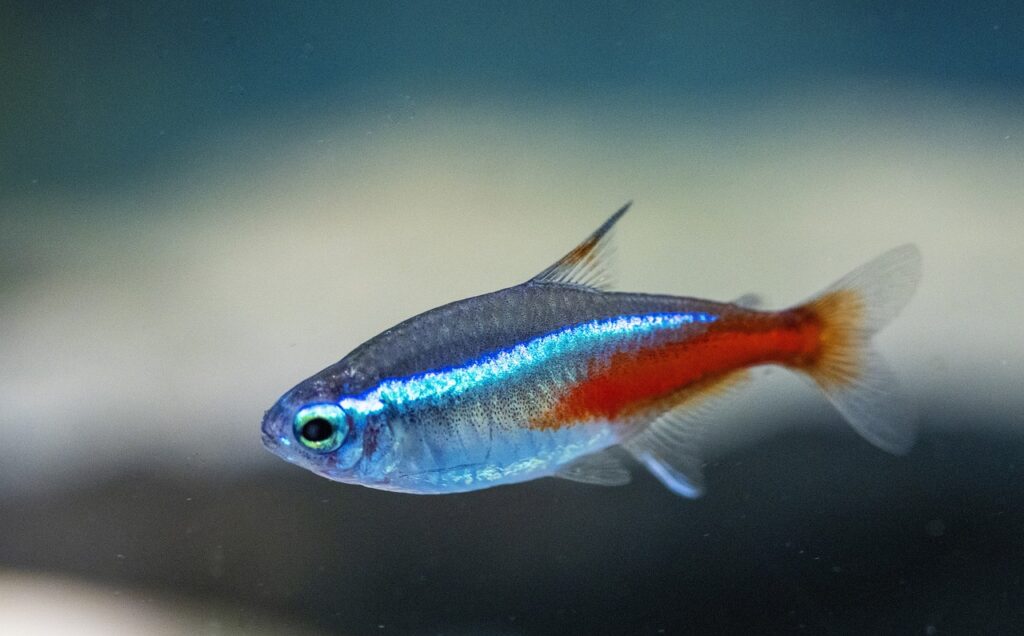 Le poisson néon : un petit poisson aux couleurs vives | Poisson Passion