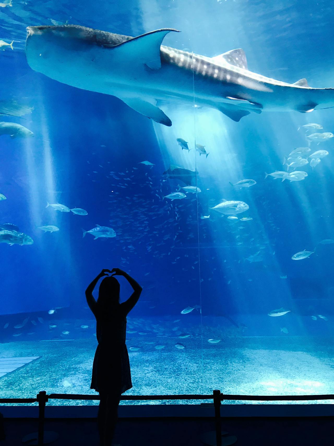 Aquarium à visiter : Plongez dans les profondeurs marines ! | Poisson Passion