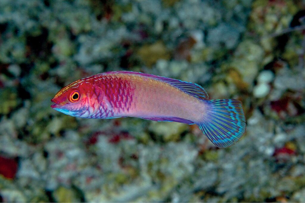 Le Poisson Cirrhilabrus finifenmaa : Une Splendeur Colorée des Récifs Coralliens