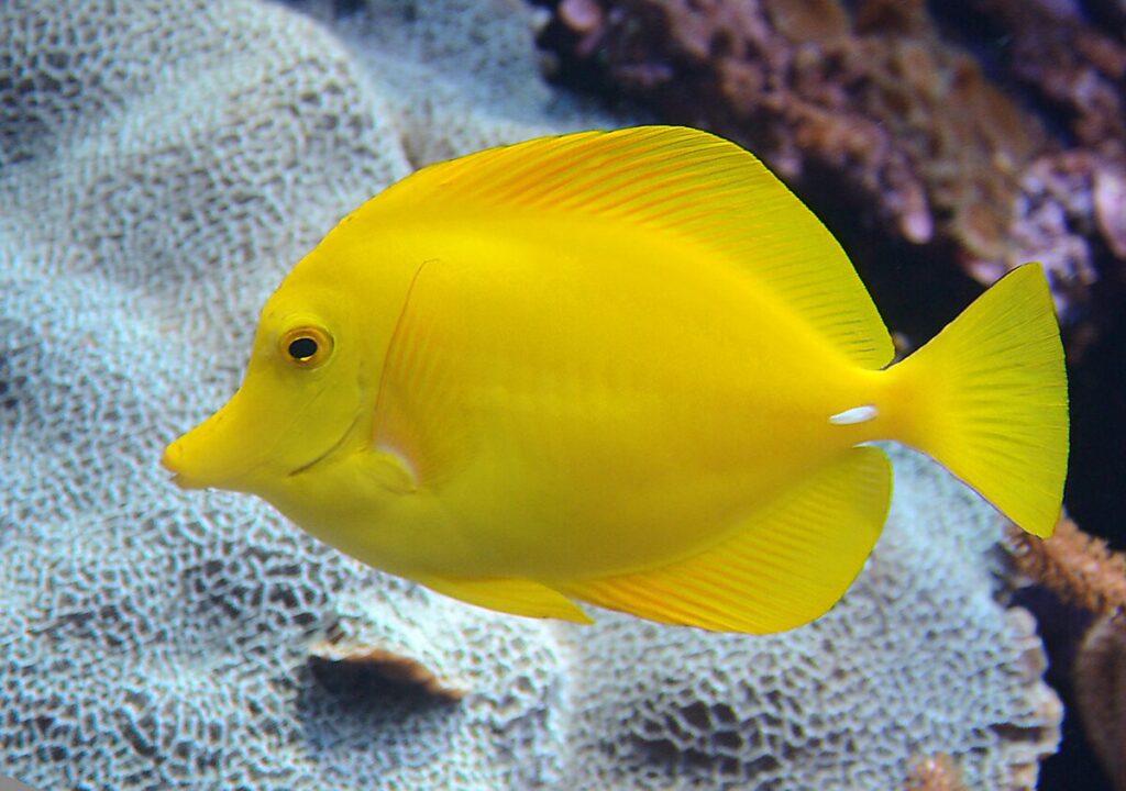 Chirurgien jaune : Un poisson d'eau salée pour les aquariophiles débutants