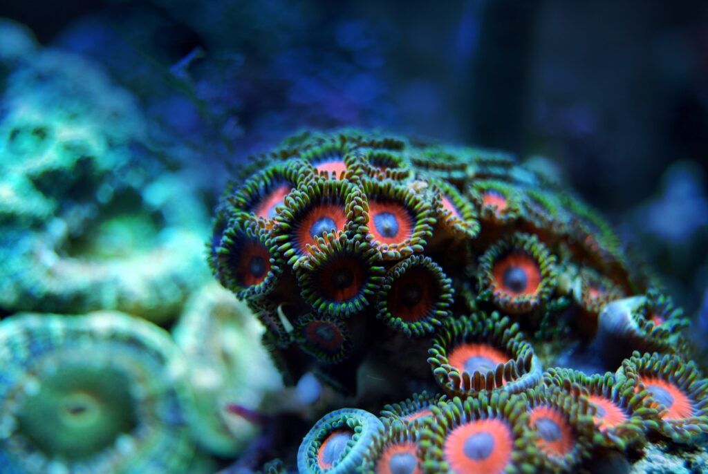 coraux 1
