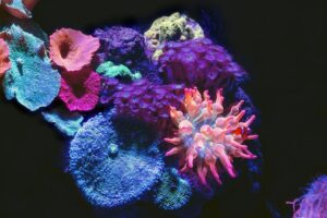 Choisir les coraux pour votre aquarium récifal