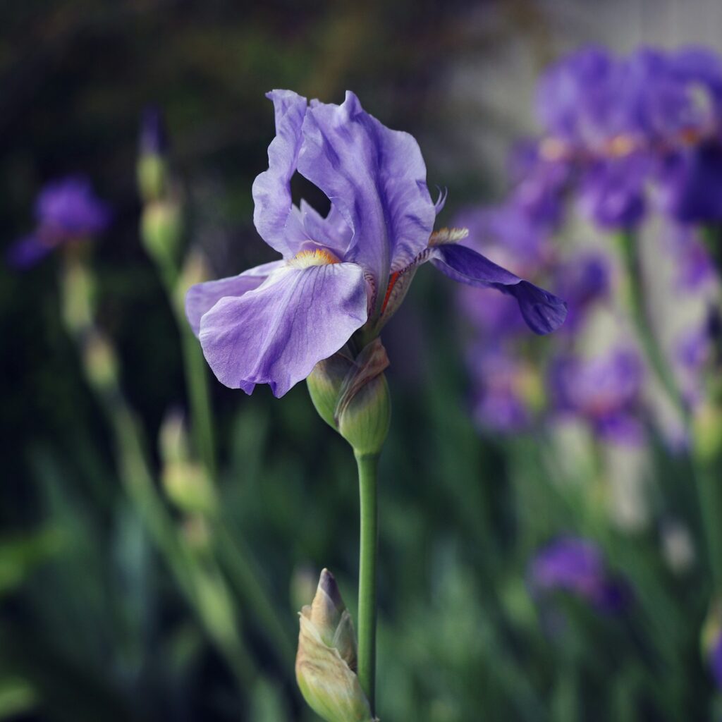 plante aquatique iris