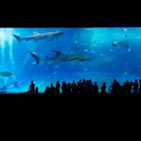 aquarium a visiter